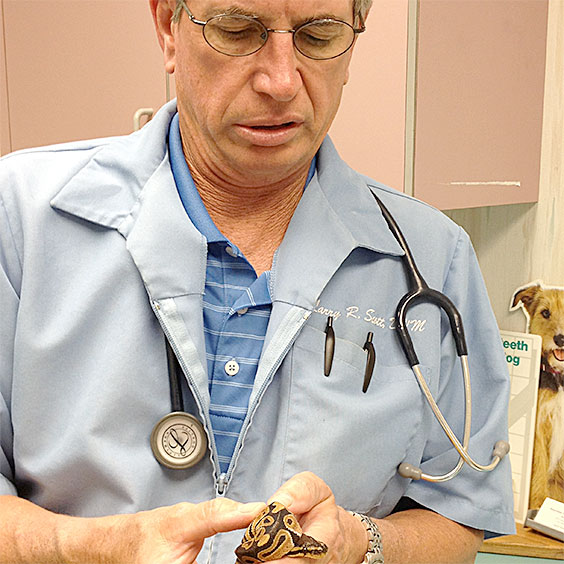 Associates in Veterinary Medicine and Surgery, serving Fort Myers, FL area.